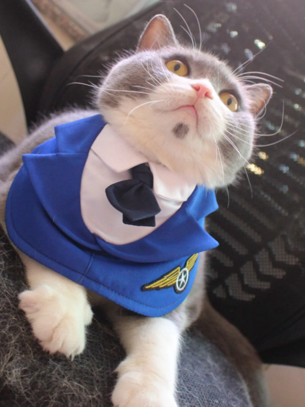 猫カフェに着る服は、本当に「カジュアル」でいいの？