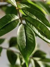 高品質フェイクグリーン観葉植物【ナンテン竹・インテリア装飾・立体設計】