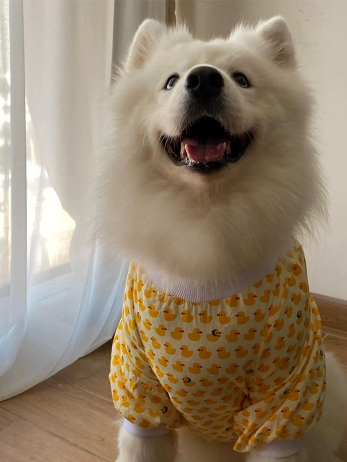 犬用肘保護服：足を通さない設計で外出時の肘保護を実現