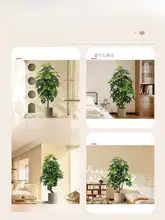 高級感漂うフェイク植栽 ダックフットモク 大型フロア装飾品【インテリア・リビング用】
