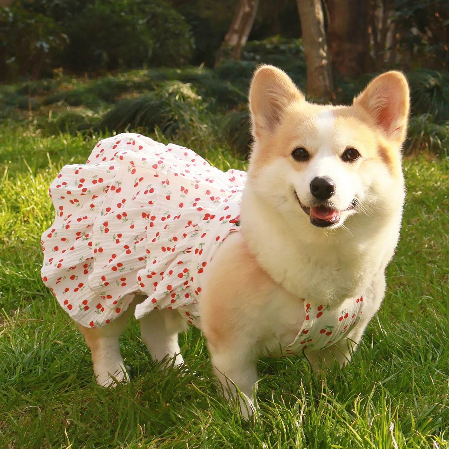 犬用公主ドレス：春夏向け軽量透けスカートの実用性とサイズ選定ガイド