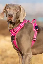 犬用ハーネス付きリード【大型犬対応・快適・散歩用】