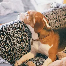 手作り編み込みペット用首輪【犬猫兼用・名入れ可能・防紛失デザイン】