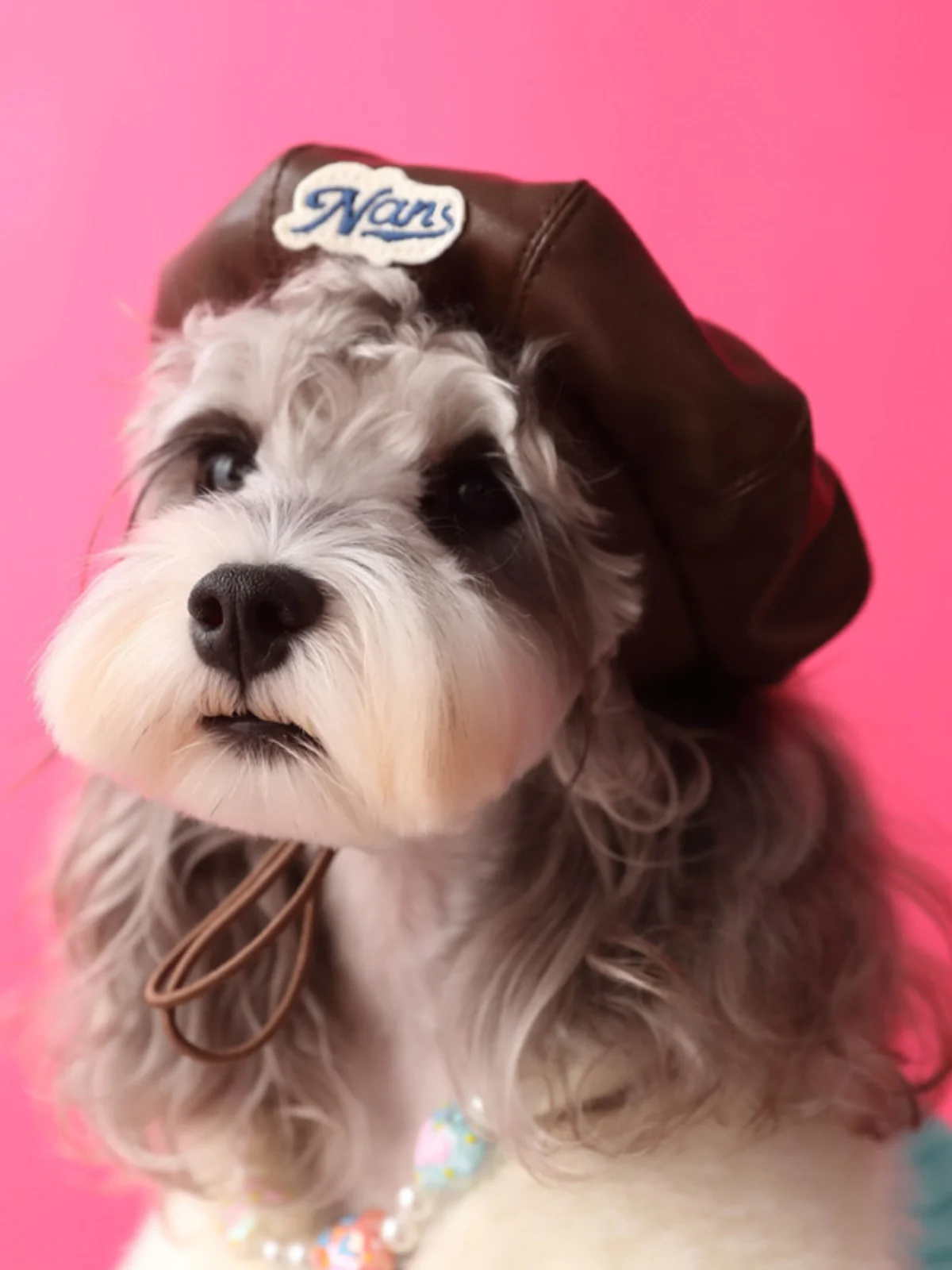 ベレー帽 犬 用の撮影 シュナウザー 甘くてクールな カボチャ 帽：用途とサイズ選定の実証データ