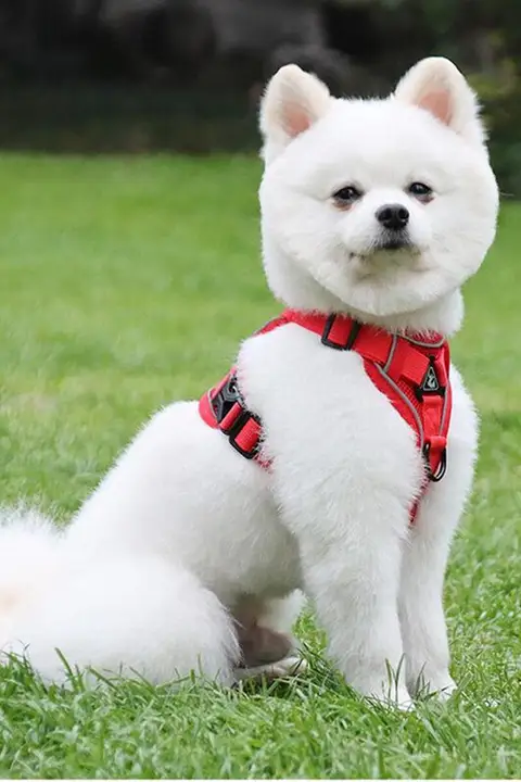 犬用ハーネスリード【反射・通気性・お散歩用】