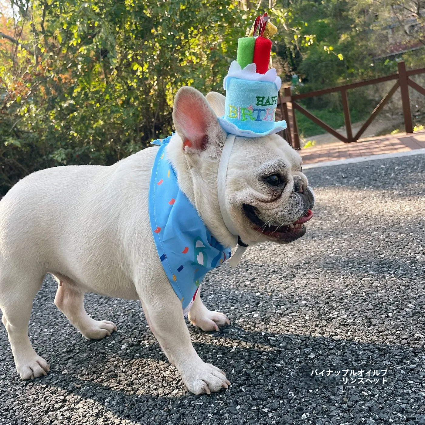 ペット用誕生日パーティーハット：口水巾付きで犬の誕生日を祝うシンプルな飾り
