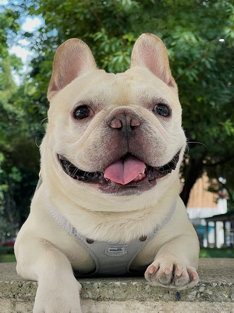 犬のお散歩グッズをコスパ良く揃える方法 - リードの抜け出し防止構造とサイズ選定