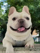 犬用 リード 対象犬種: フレンチブルドッグ パグ ベストデザイン 抜け出し防止