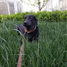 耐久性のあるコットン製犬用リード【中型犬・大型犬対応】
