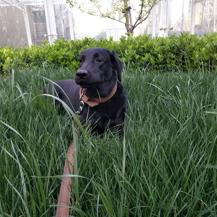 耐久性のあるコットン製犬用リード【中型犬・大型犬対応】