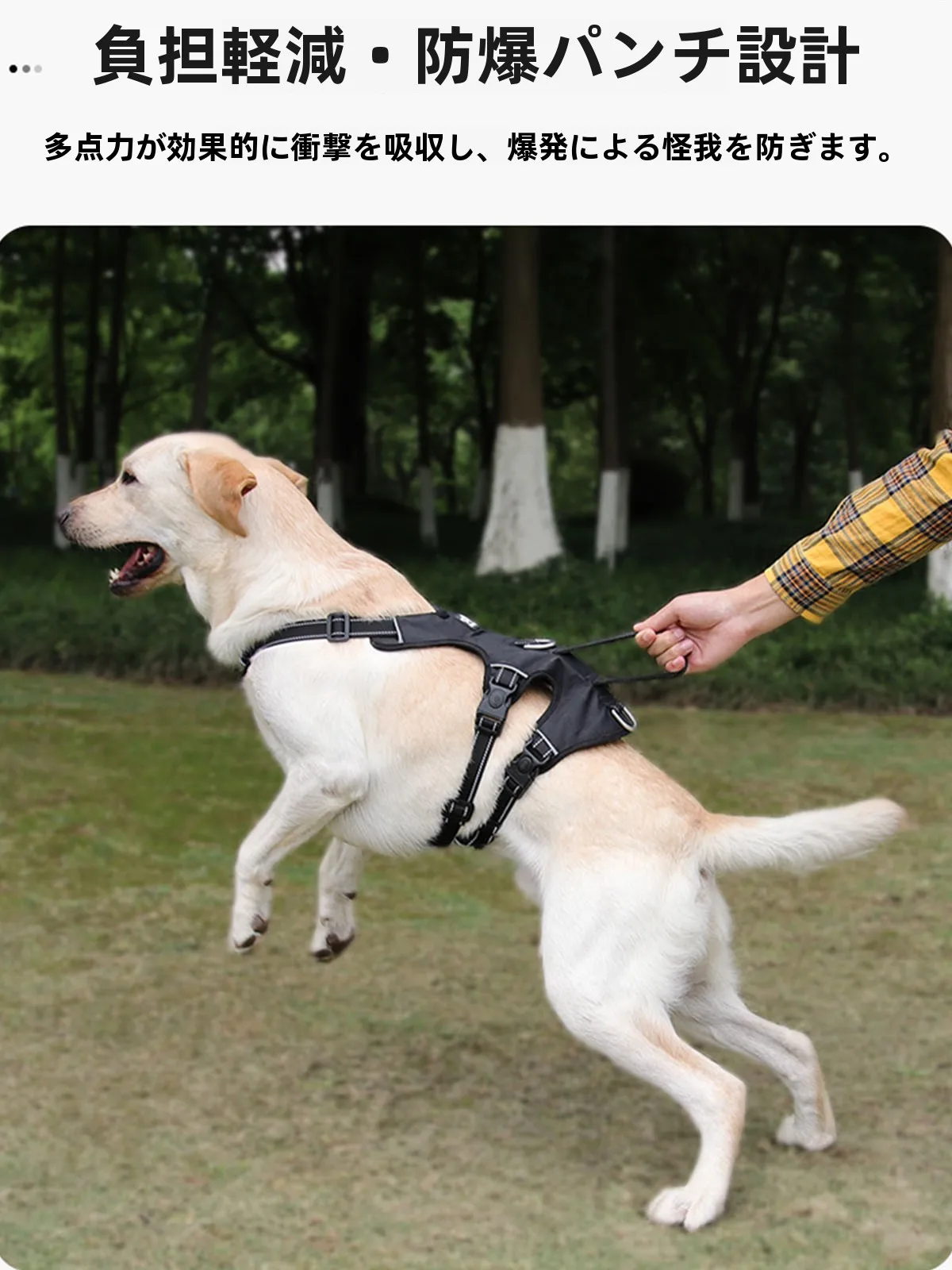 犬のお散歩グッズをコスパ良く揃える方法｜反射材質ハーネスの実測ガイド