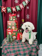 クリスマス写真撮影用デコレーションアイテム【雪花飾り・ギフトボックス・フォト背景】（セットアップ対応）