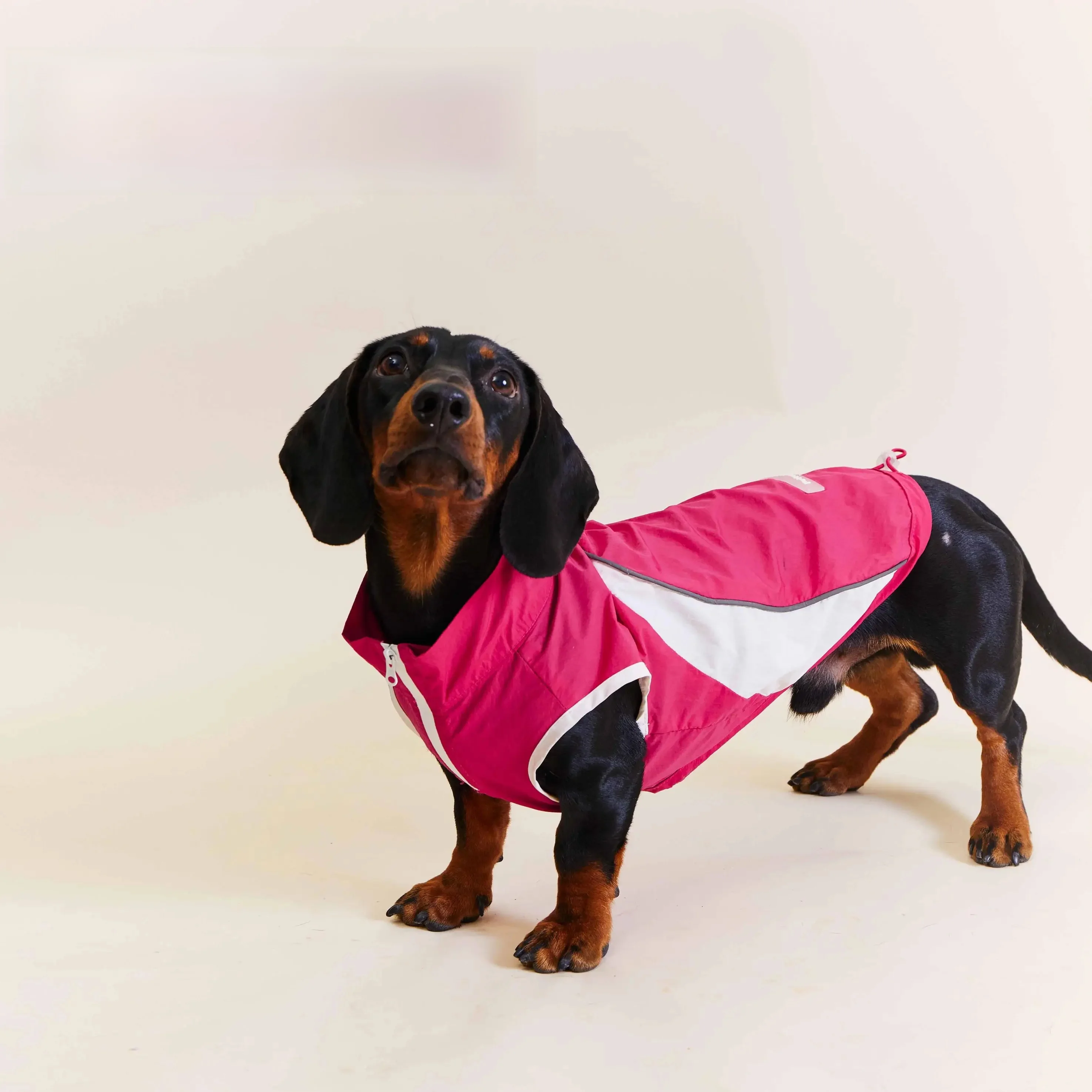 犬のアウトドアで日焼けを気にしない方法は？