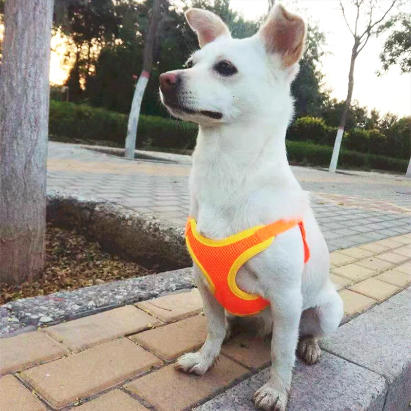 犬のお散歩グッズをコスパ良く揃える方法｜テディベアリードで信頼関係を築く実践ガイド
