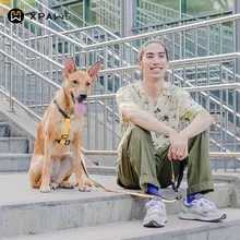 犬用ハーネスリード【H型デザイン・コーギー用・中小型犬対応】