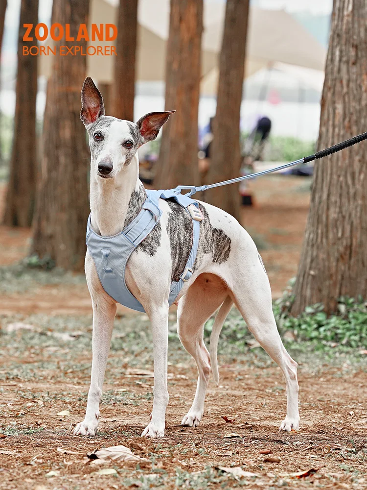 犬のお散歩グッズをコスパ良く揃える方法｜見た目・機能のバランスを徹底解説