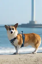 犬用リード ベスト型 胸ハーネス 小中大型犬 用 破壊防止