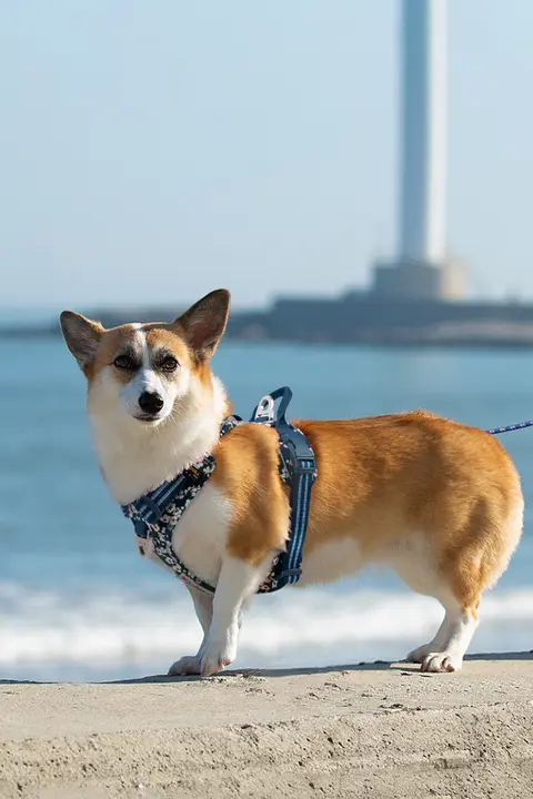 犬用リード ベスト型 胸ハーネス 小中大型犬 用 破壊防止