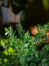 フェイクフラワー 草 生态的な壁面装飾 緑の植物 プラスチック素材 高級感あふれる