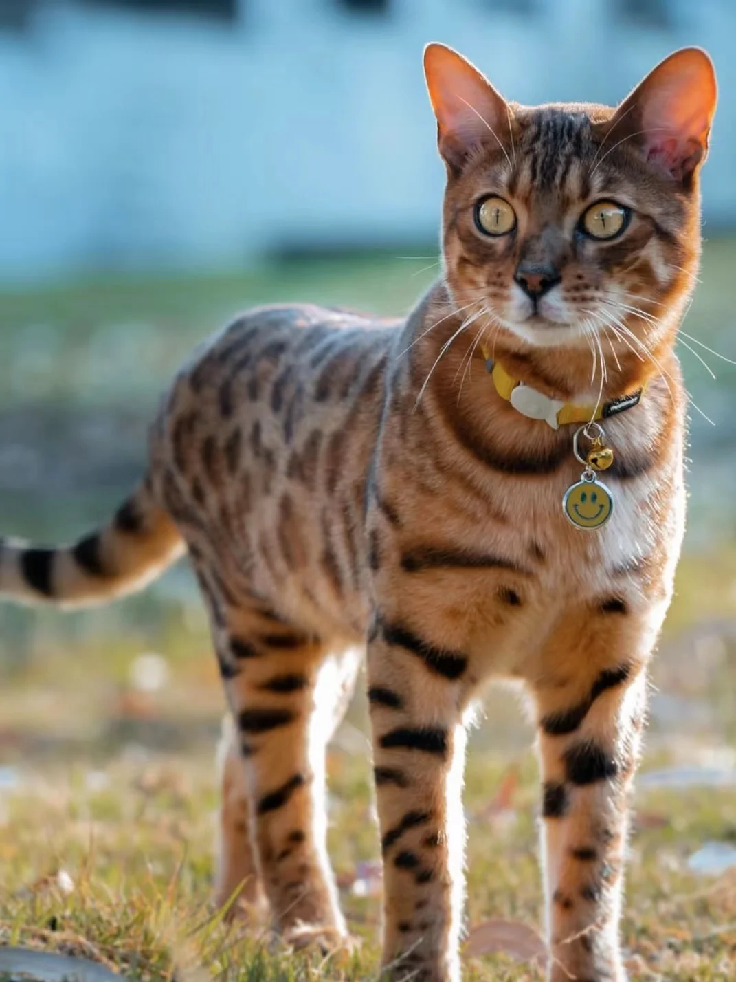 猫の首輪を選ぶときに迷うなら、この1つのポイントで失敗しない