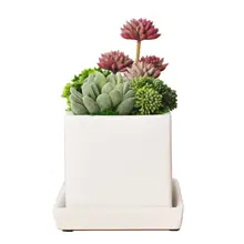 リアルな多肉植物の鉢 陶器鉢 装飾品 植物の置物