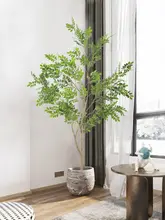 ホンカイツリ 植物 装飾 景観 屋内用