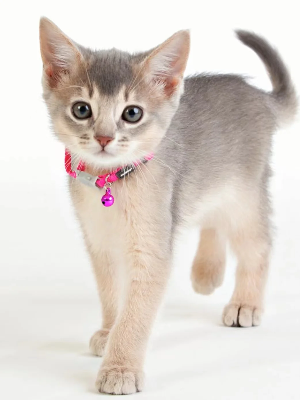 猫の首輪を選ぶときに迷うなら、この1つのポイントで失敗しない