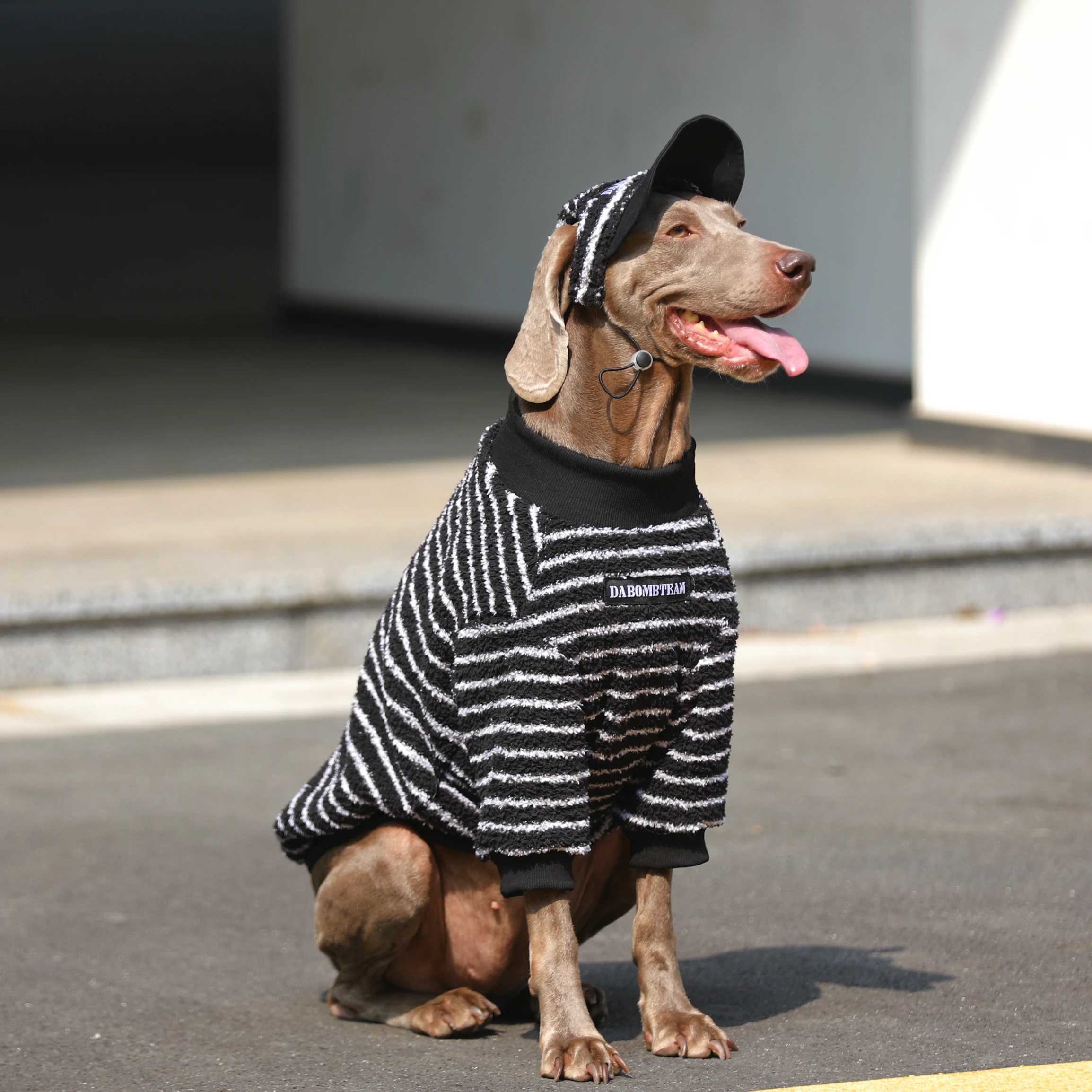大型犬 サークル おすすめ3選：寒さ対策と日常使いに最適なアイテム選びの実践ノウハウ