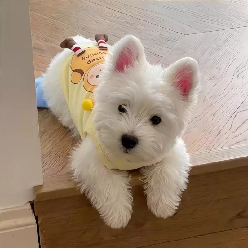 小型犬のハーネス選びで迷うなら、これで解決できる？