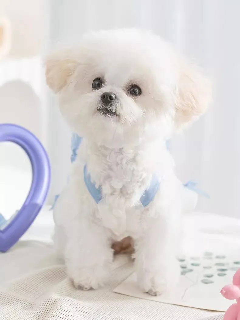 ハーネス付き犬服で散歩が楽になる理由：カラフルリボン付きキャミソールドレスの実用性と設計原理