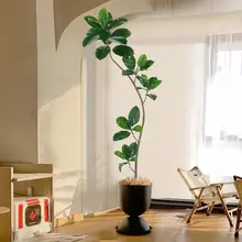 ゴムの木 高級ラグジュアリー 植物 リビングルーム 室内 偽の木