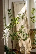 高級感あるリアルな緑の吊り植物【インテリア用・マズイキ・落地型】
（セットアップ対応）