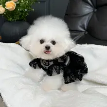 夏用ペットドレス【薄手の網目素材・フライ袖付き・犬猫兼用】