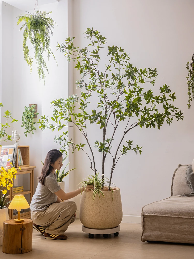 リビングに観葉植物を置くなら、どうやって「おしゃれ」に仕上げ るの？