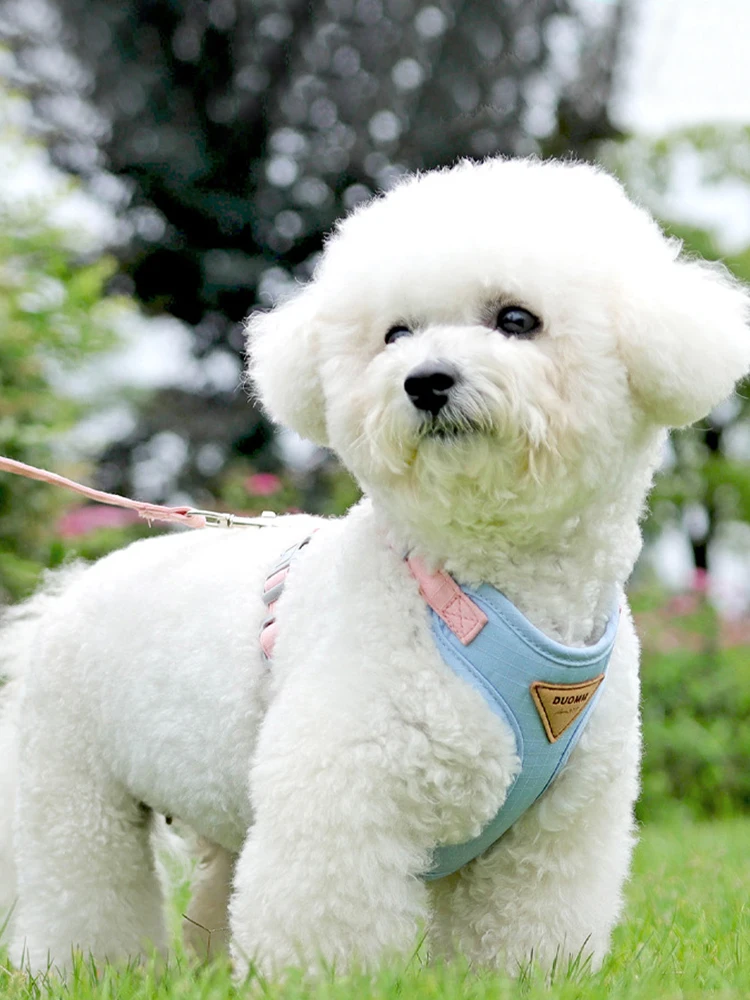 犬のお散歩グッズをコスパ良く揃える方法｜調整可能なハーネス付きリー ドの徹底解説