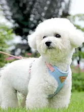 犬用 散歩用リード【夏用・ミニチュア・小型犬・ハーネス付き】