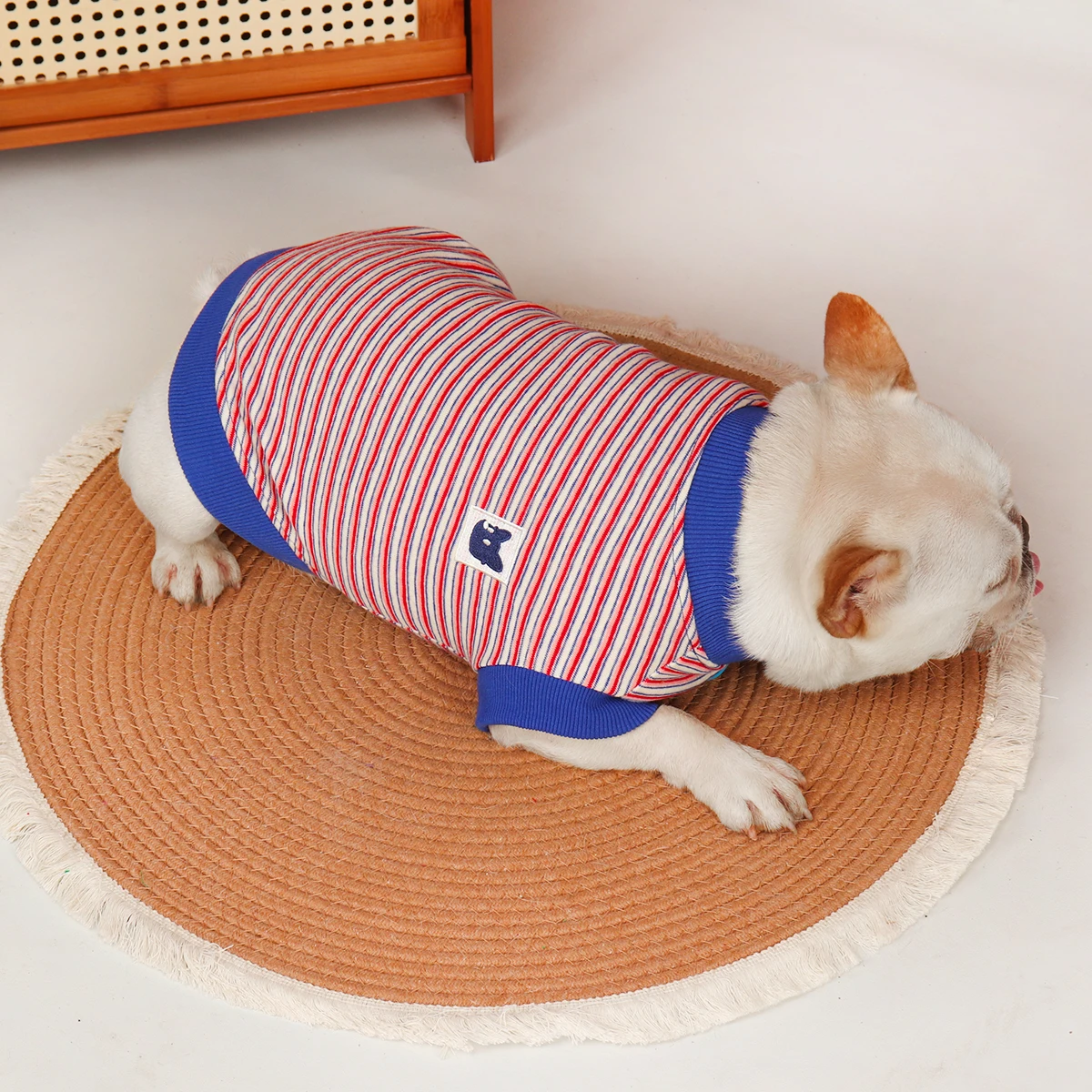 犬を飼う初心者にぴったりの春の着こなしは？半袖スウェットシャツの選び方