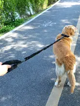 抗震性ペット用リード【中型・大型犬用・ゴールデンレトリーバー・コーギー対応】