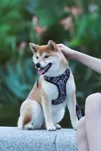 小型犬用ハーネスリード【防爆設計・柴犬・ゴールデンレトリバー対応】