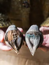 ブローチ クリップ インテリア 小鳥 鳥の巣 卵 フェザー アメリカンカントリー