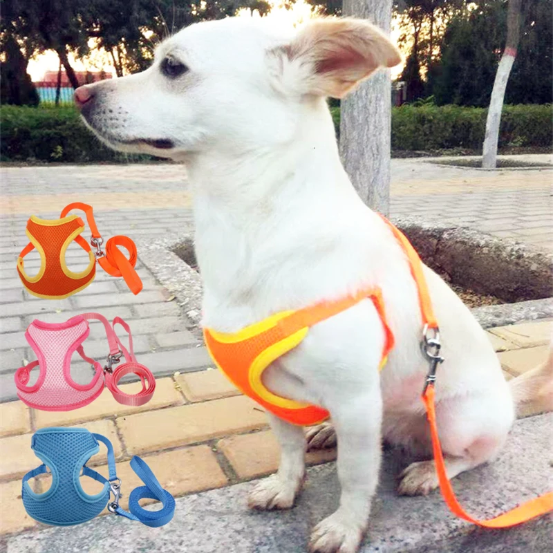 犬のお散歩グッズをコスパ良く揃える方法｜テディベアリードで信頼関係を築く実践ガイド