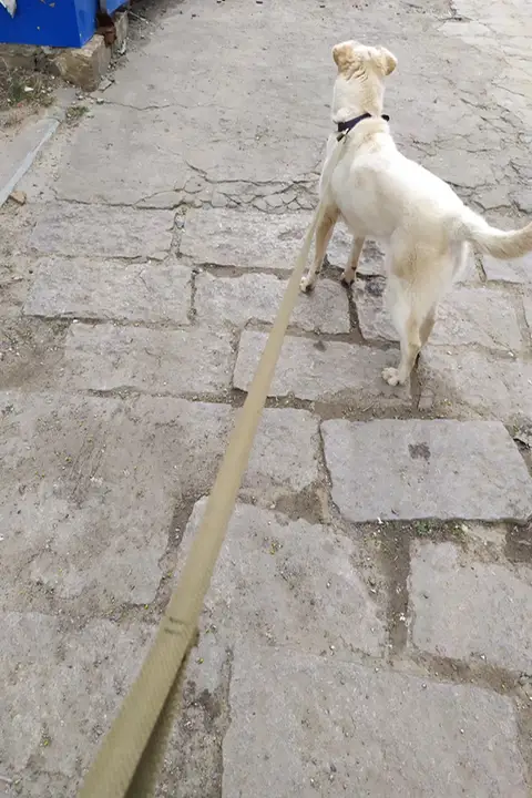 犬用コットン製リード付き首輪【耐久性・グレイハウンド・ビタ・細身犬用】