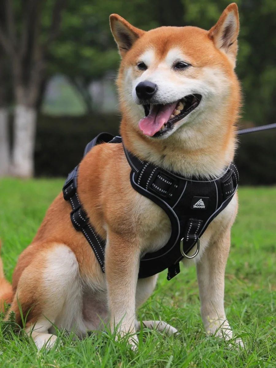 梅雨に備えて買うべき！大型犬用ハーネスリードの完全ガイド