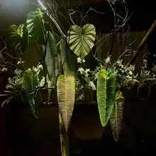大型単枝の亀背葉の造花【ディスプレイ用・インテリア装飾・熱帯風】