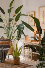 大型パラダイスバード グリーン植物 ポット 植物 インテリア 北欧スタイル