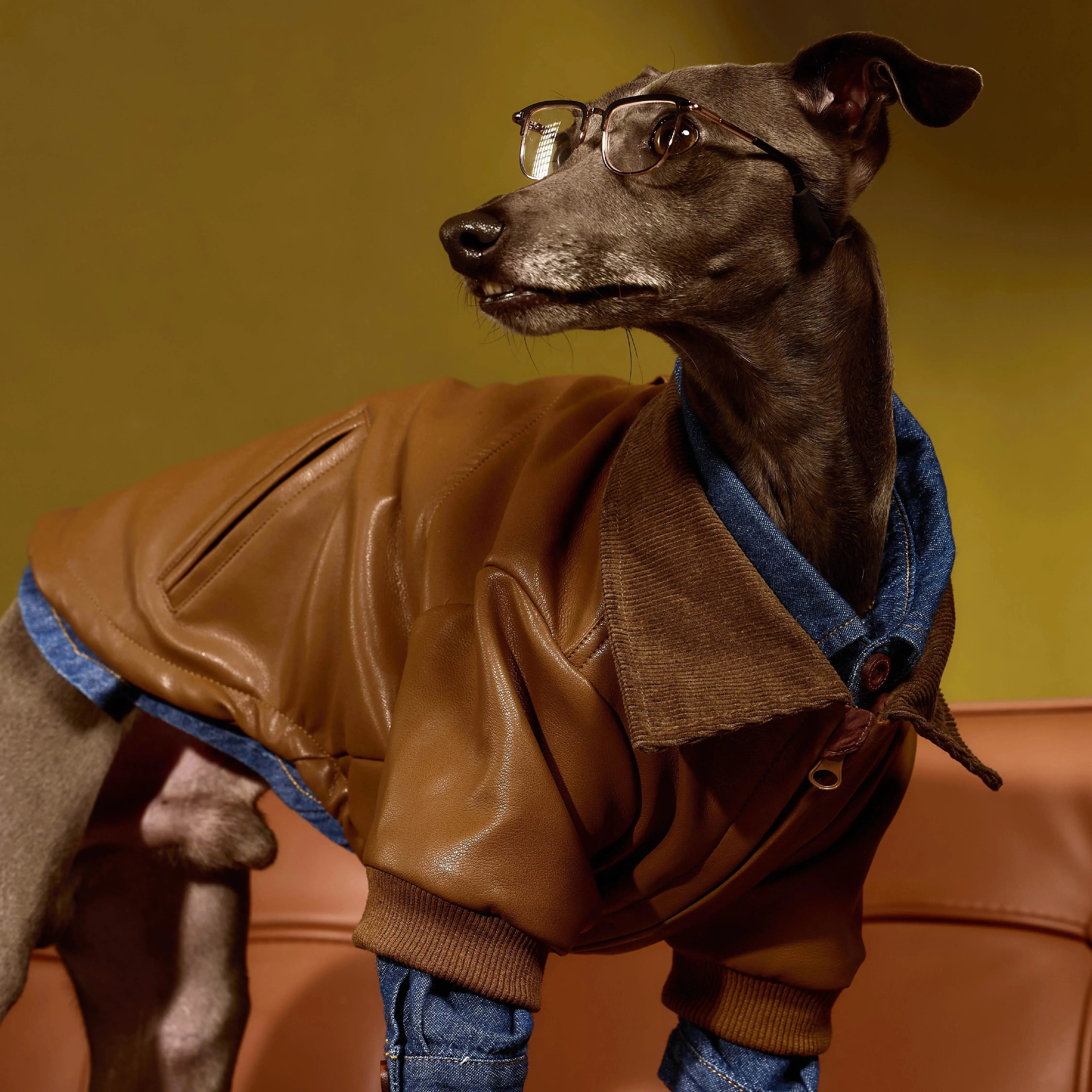犬のお散歩グッズをコスパ良く揃える方法　完全ガイド
