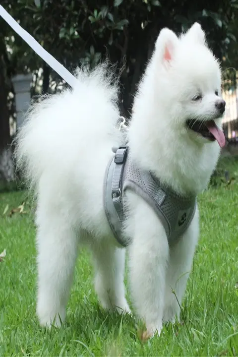 光るデザインの小型犬用ハーネス【トイプードル対応・散歩用・猫兼用】