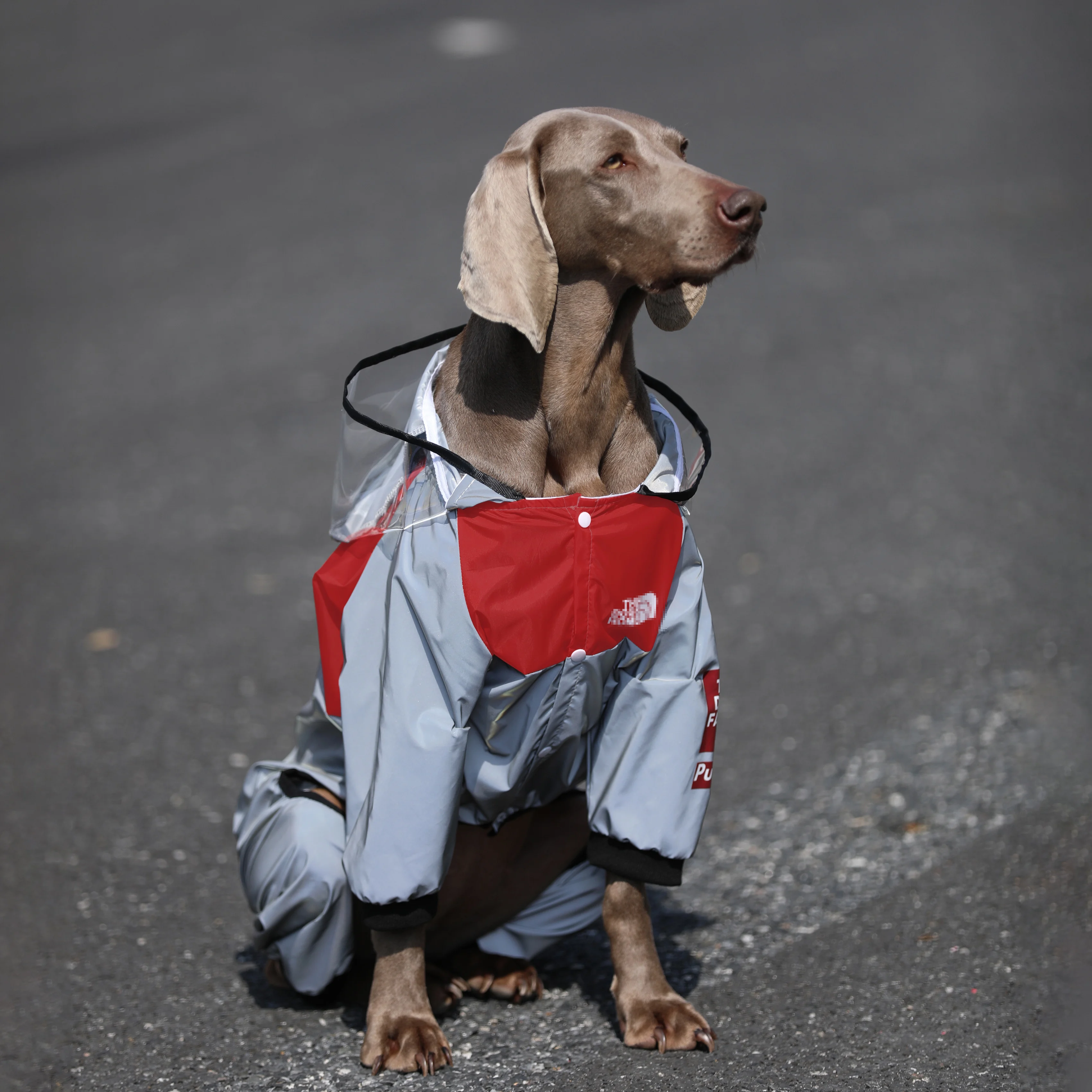 大型犬用防水レインコート：ラブラドール・ゴールデン・ボーダーコリー対応の四足タイプが実用性をどう評価するか