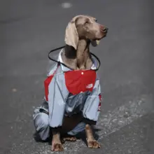 大型犬用 防水犬用レインコート【ラブラドール・ゴールデン・ボーダーコリー対応・四足タイプ】
