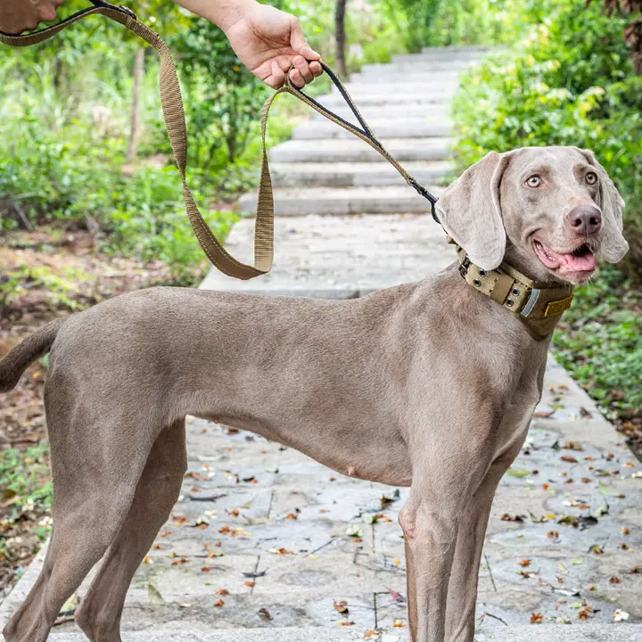 反射素材の犬用リード【小中大型犬用・散歩用】